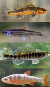 images of colorful creek fishes