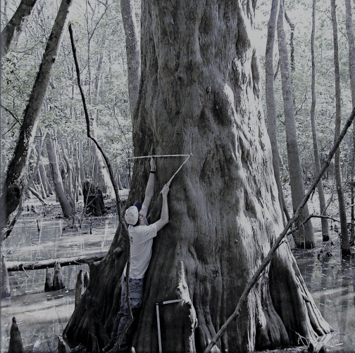 Biologist measuring large cypress tree in swamp
