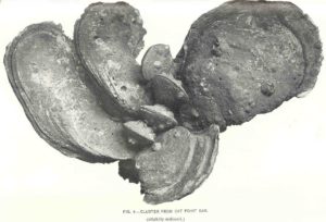 Oyster cluster from Apalachicola Bay, 1917