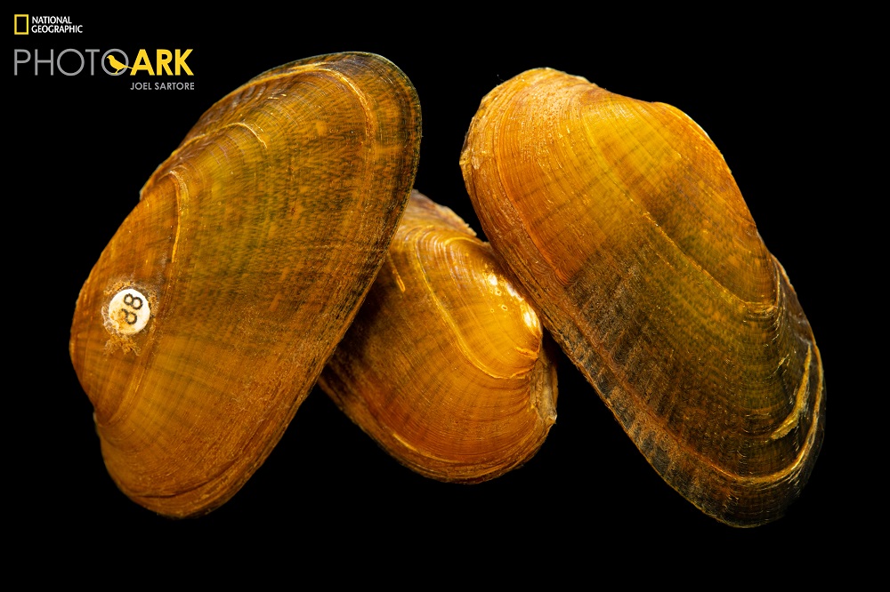 The Coosa Moccasinshell, one of the Southeast's most endangered freshwater mussels.