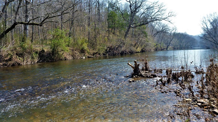 One site where the Coosa Moccasinshell can still be found on the Conasauga River, Polk County, Tennessee