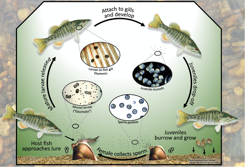 Life cycle of a freshwater mussel