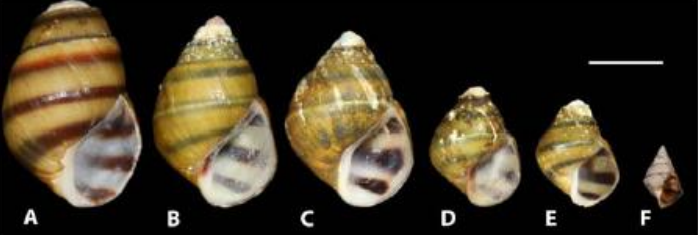 Growth series of the Oblong Rocksnail, a species found only in the Cahaba River, AL