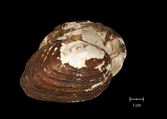 Canoe Creek Clubshell, a freshwater mussel found only in Alabama